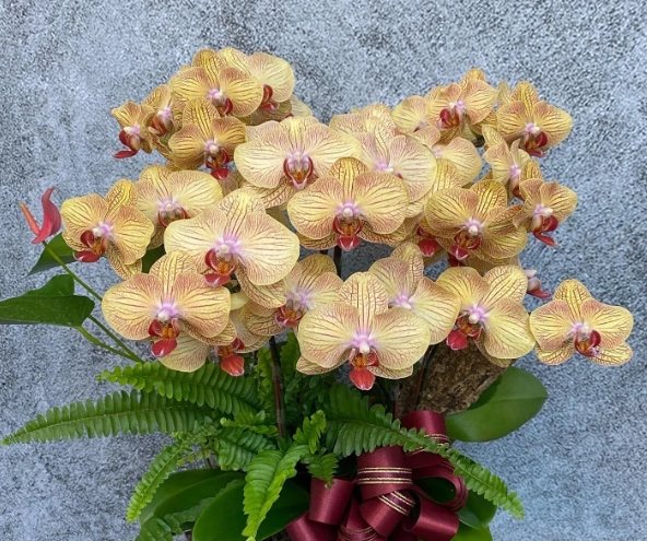 蘭花可以開多久 蘭花可以開多久