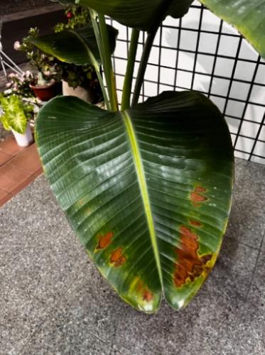 天堂鳥褐斑病 天堂鳥褐斑病