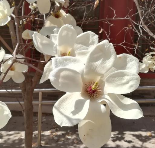 玉蘭花常見問題 玉蘭花常見問題