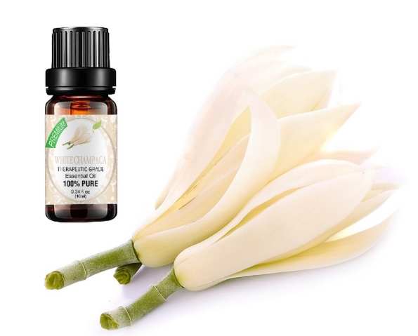 白玉蘭葉精油配方 白玉蘭葉精油配方