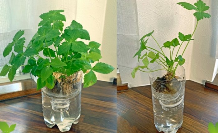 松葉牡丹水耕栽培