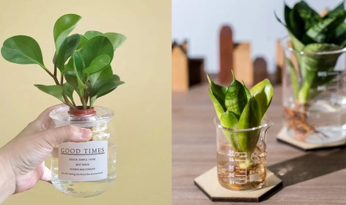 水耕蟲害防治 水耕蟲害防治