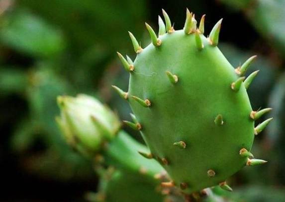 仙人掌病害 仙人掌病害