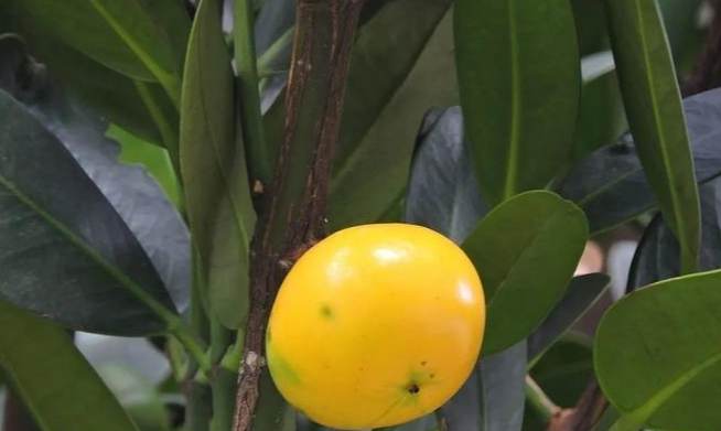 福木果實食用方法