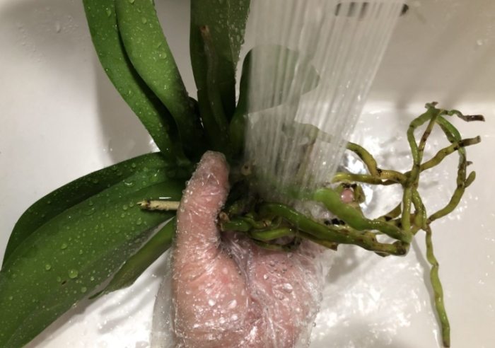 蘭花嫁接技術 蘭花嫁接技術