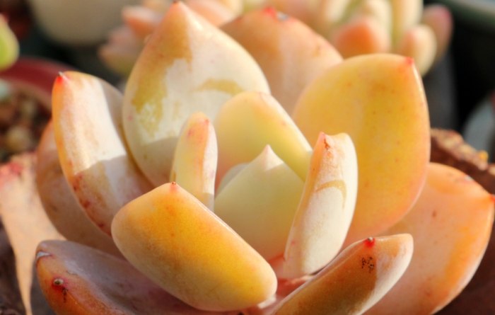 多肉植物照顧 多肉植物照顧