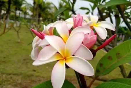 雞蛋花開花季節