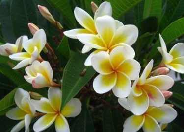 雞蛋花施肥 雞蛋花施肥