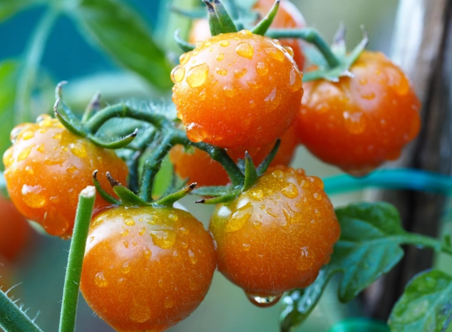 喉嚨痛可以吃番茄嗎