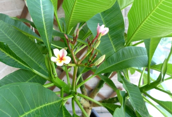 雞蛋花照顧 雞蛋花照顧