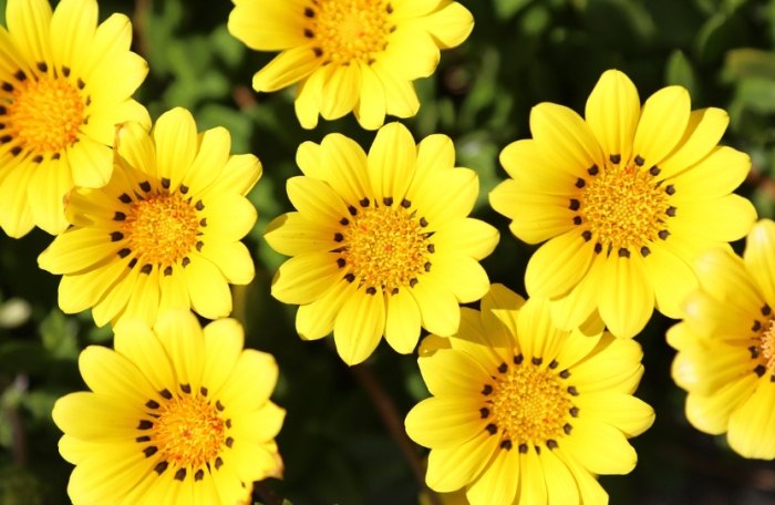 全年開花植物 全年開花植物