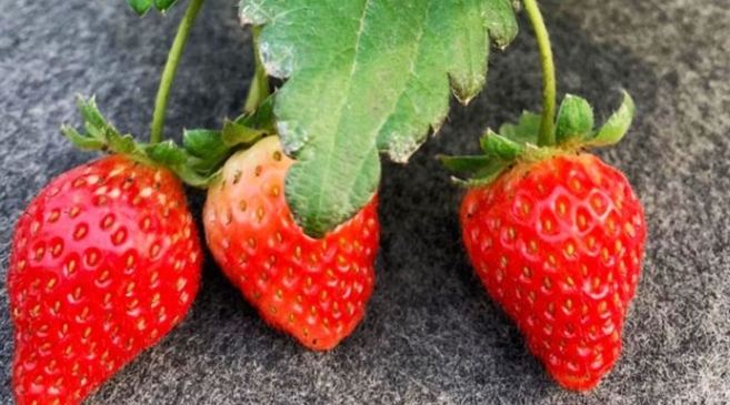 最甜草莓品種 最甜草莓品種