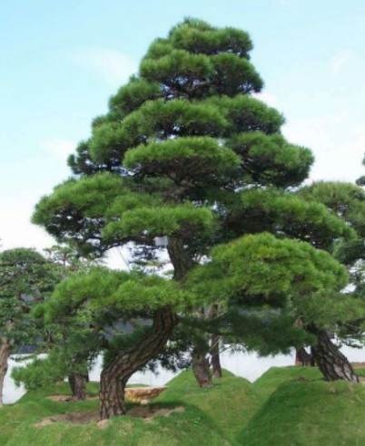 黑松種植日照管理 黑松種植日照管理