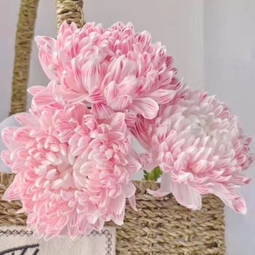 牡丹菊種植方法