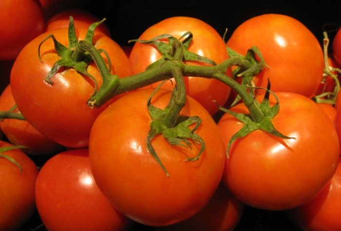 蕃茄仔栽培方法 蕃茄仔栽培方法