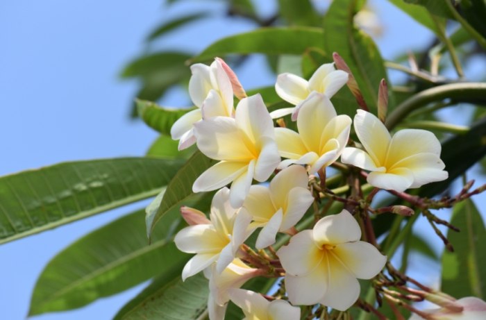 雞蛋花葉子掉落 雞蛋花葉子掉落