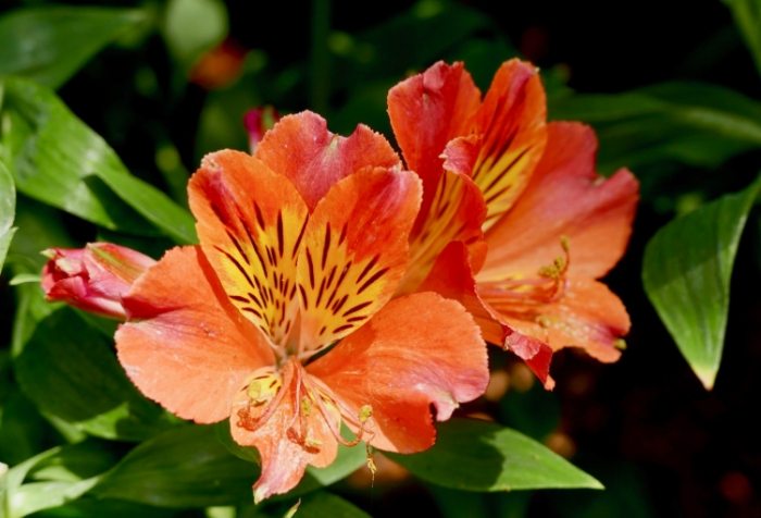 六出花品種 六出花品種