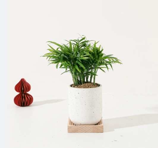 袖珍椰子病蟲害 袖珍椰子病蟲害