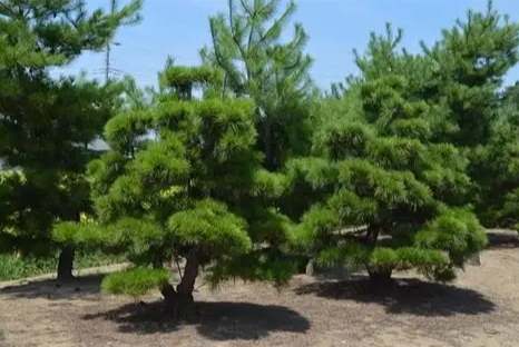 松树种子处理 松树种子处理