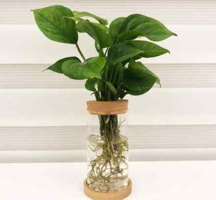 室內植物照顧 室內植物照顧