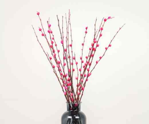 銀柳栽培技巧 銀柳栽培技巧