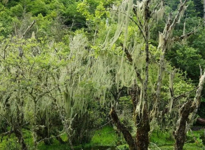 松蘿乾掉處理方法 松蘿乾掉處理方法