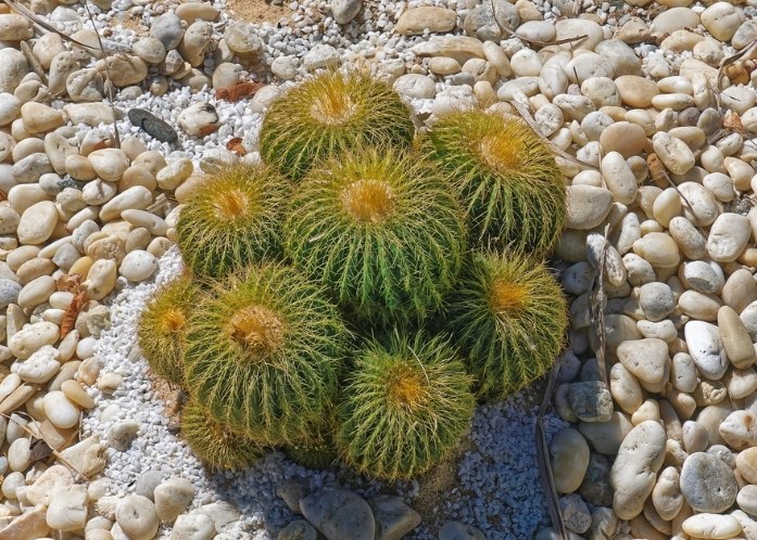 仙人掌起死回生