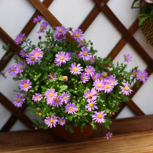 菊花浇水時間 菊花浇水時間