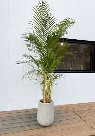 黃椰子盆栽風水 黃椰子盆栽風水