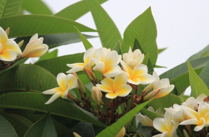 植物葉片變黃 植物葉片變黃