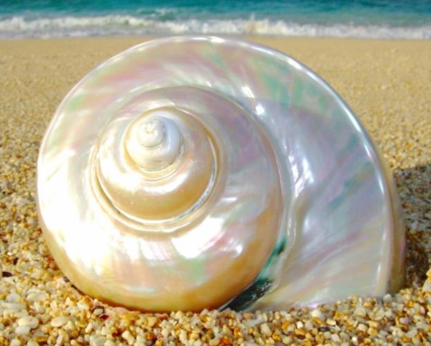 夜光貝抛光技巧 夜光貝抛光技巧