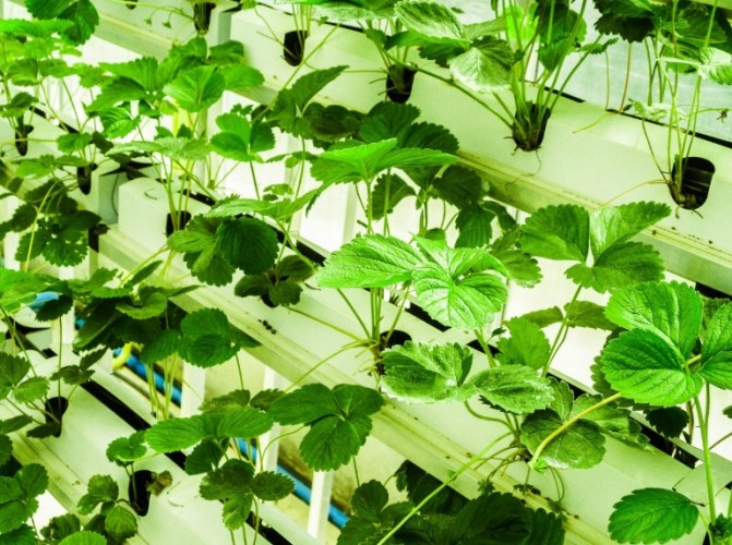 水耕植物病蟲害 水耕植物病蟲害