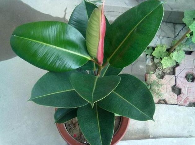 橡皮樹病蟲害防治 橡皮樹病蟲害防治