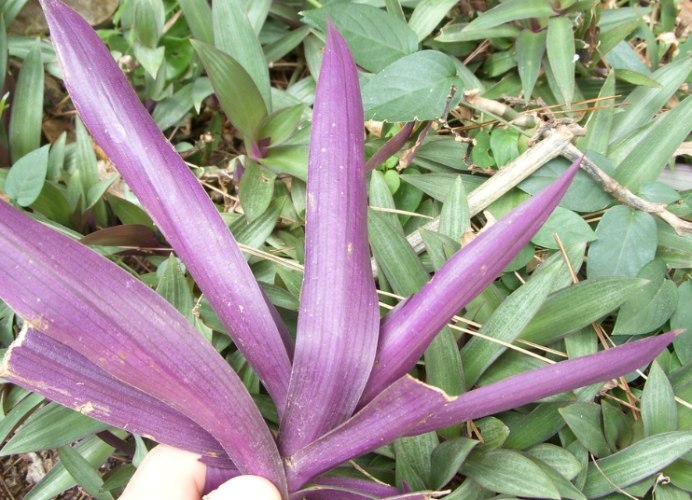 紫背萬年青可以吃嗎 紫背萬年青可以吃嗎