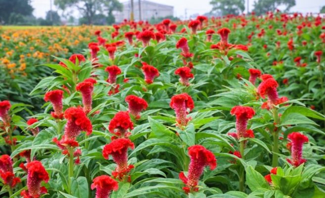 鳳尾雞冠花種植 鳳尾雞冠花種植