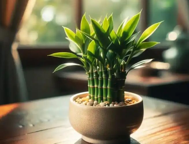 開運竹需要修剪嗎 開運竹需要修剪嗎