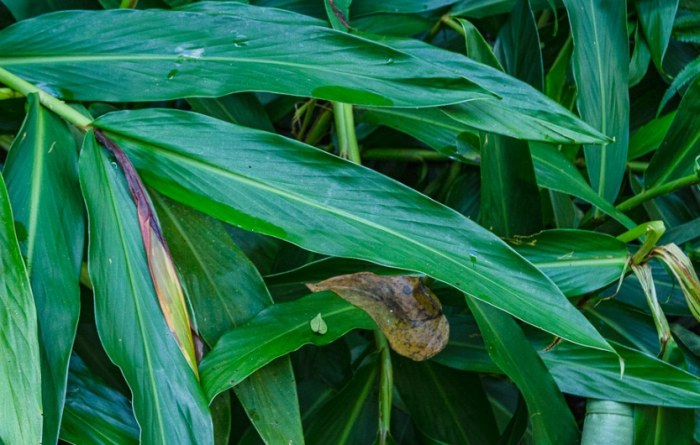 五片葉子植物照顧 五片葉子植物照顧