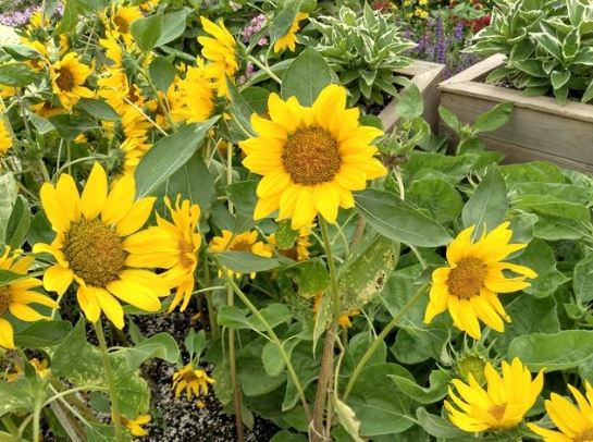 向日葵花盤用途 向日葵花盤用途