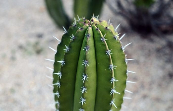 多肉植物養護 多肉植物養護