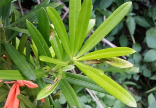 蚜蟲自然防治 蚜蟲自然防治