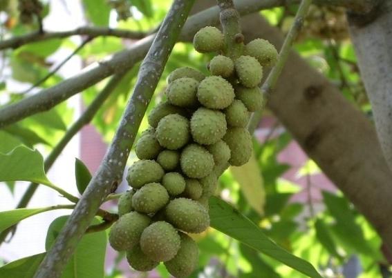 玉蘭花種子處理 玉蘭花種子處理