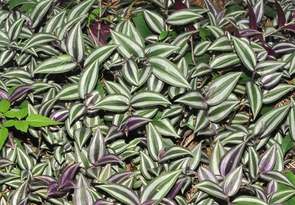 紫背鴨跖草病蟲害