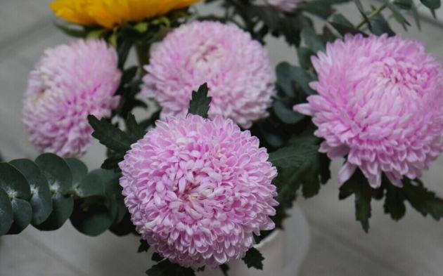 牡丹菊種植方法