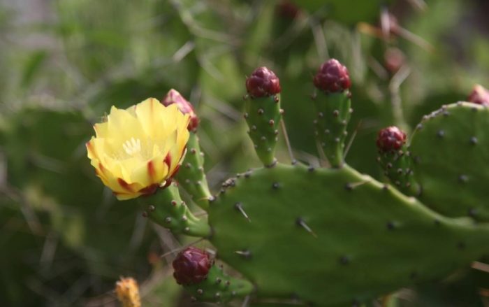 仙人掌長得快的方法