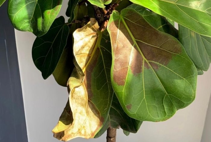 室內植物 葉枯病 室內植物 葉枯病