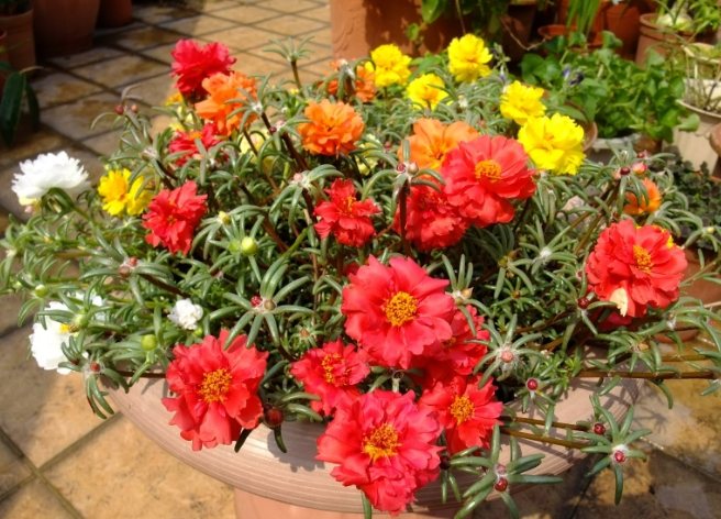 松葉牡丹種子種植