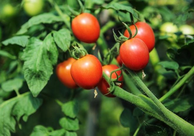 番茄的壽命