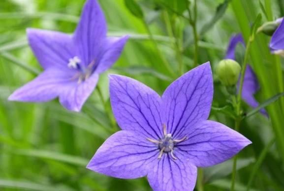 桔梗紫色 桔梗紫色