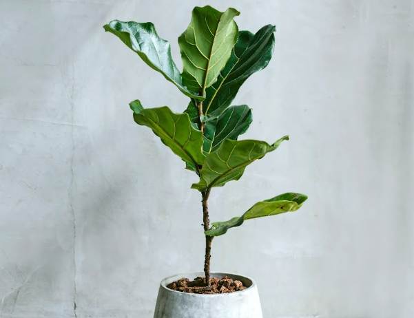 琴葉榕 照顧 方法 琴葉榕 照顧 方法