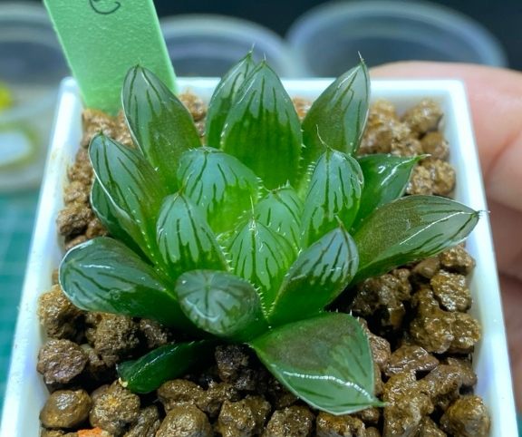 龍爪多肉 龍爪多肉